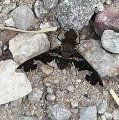 Exoprosopa dorcadion