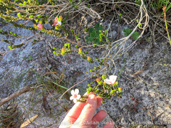 Adenandra