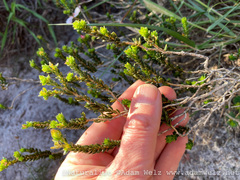 Adenandra