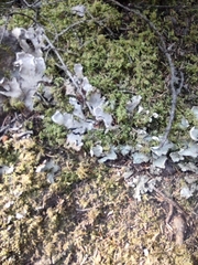 Peltigera canina