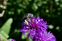 Melissodes bimaculatus