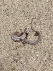 Malpolon monspessulanus