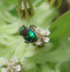 Augochloropsis metallica