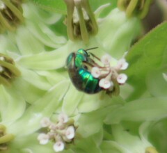 Augochloropsis metallica