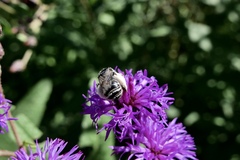 Melissodes bimaculatus