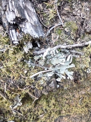 Peltigera canina