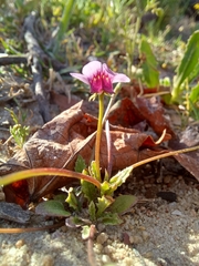 Diascia