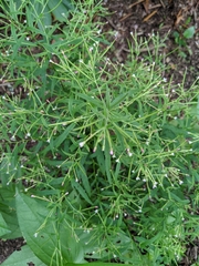 Epilobium coloratum