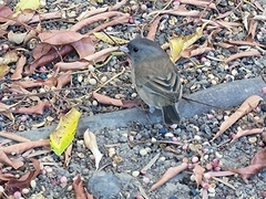 Junco hyemalis