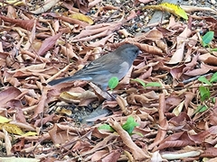 Junco hyemalis