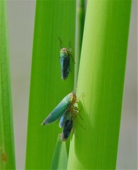 Cicadella viridis