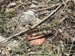 Rhammatocerus viatorius