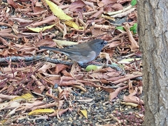 Junco hyemalis