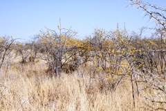 Vachellia nebrownii