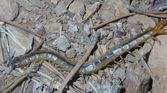 Scolopendridae