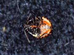 Carpocoris