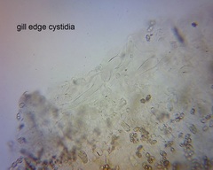 Entoloma phaeomarginatum image