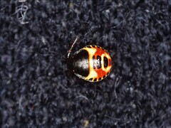 Carpocoris