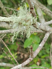 Usnea strigosa