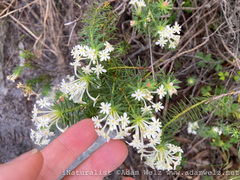 Gnidia pinifolia