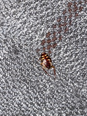 Periplaneta australasiae