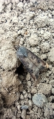 Agrotis ipsilon