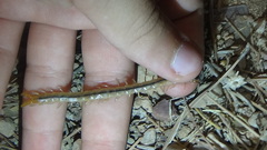 Scolopendridae