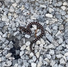Lampropeltis triangulum