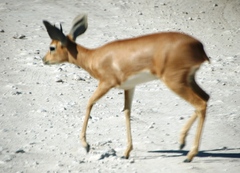 Raphicerus campestris