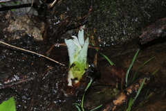 Symplocarpus foetidus