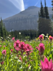 Castilleja rhexiifolia