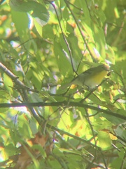 Vireo flavifrons