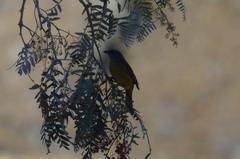 Rauenia bonariensis