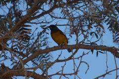 Rauenia bonariensis