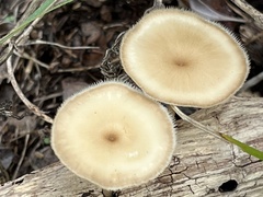 Lentinus flexipes