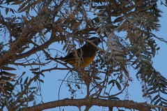 Rauenia bonariensis