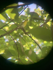 Vireo flavifrons