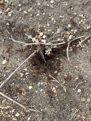 Pogonomyrmex barbatus