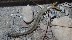Scolopendridae