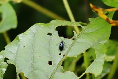 Lemini