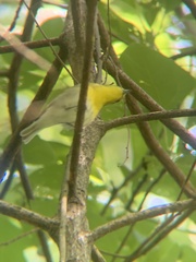 Vireo flavifrons