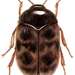 Khapra Beetle - Photo USDA employee, no known copyright restrictions (public domain)