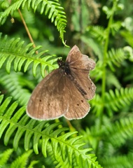 Aphantopus hyperantus