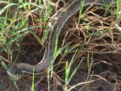 Thamnophis cyrtopsis