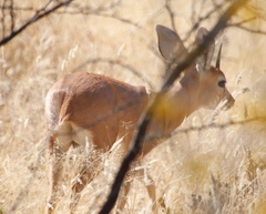 Raphicerus campestris