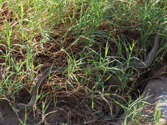 Thamnophis cyrtopsis
