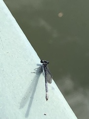 Argia translata
