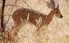 Raphicerus campestris