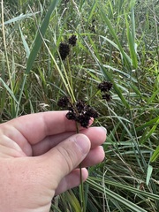 Scirpus