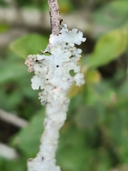 Parmotrema hypotropum